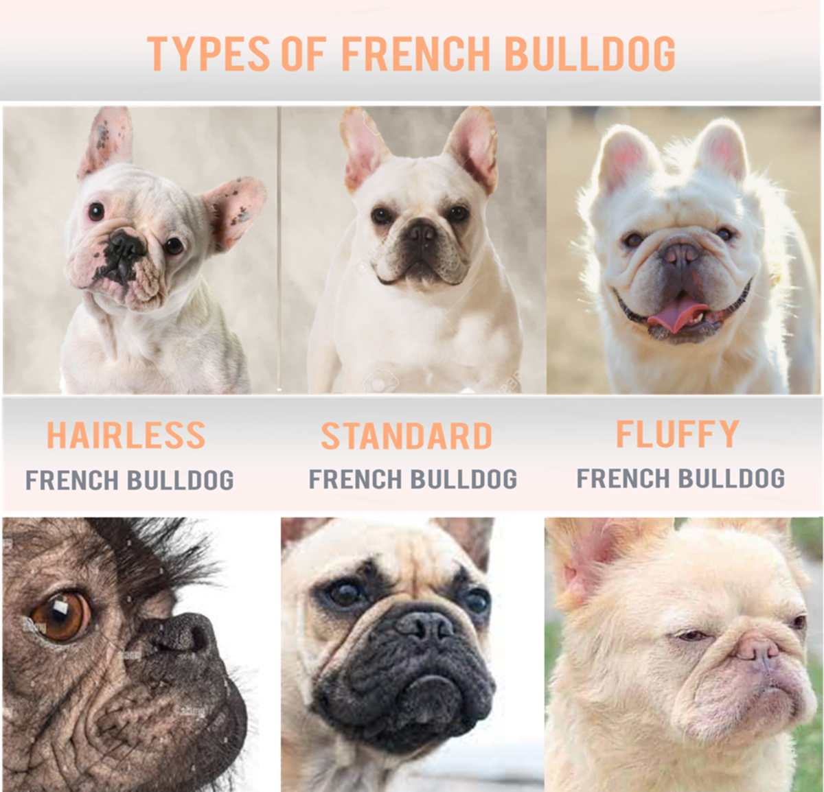 Types of French Bulldog