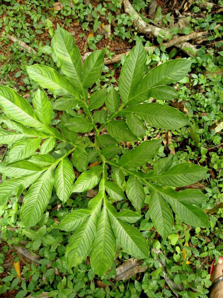 wild-tropical-edible-leaves