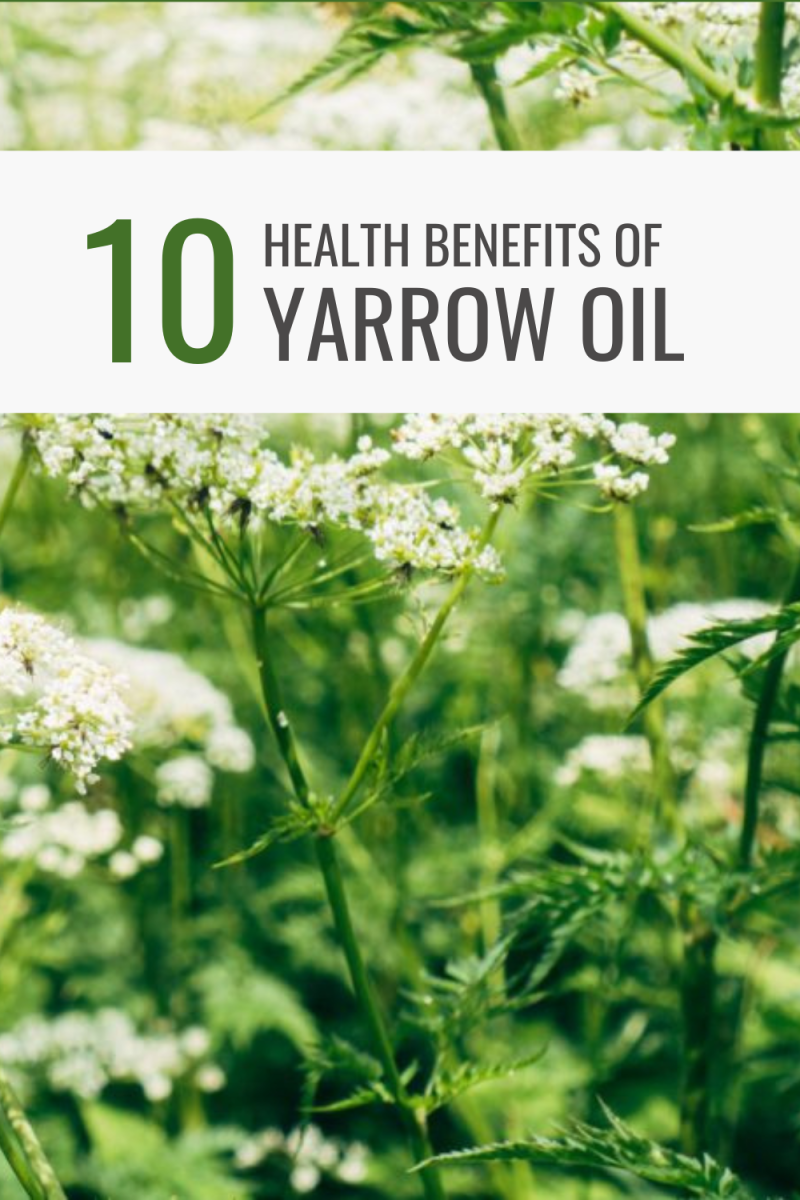 10-yarrow-essential-oil-benefits-and-how-to-use-it
