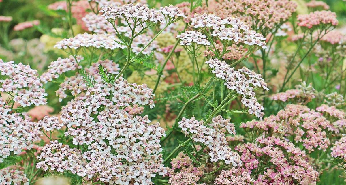 10 Health Benefits and Uses of Yarrow Essential Oil