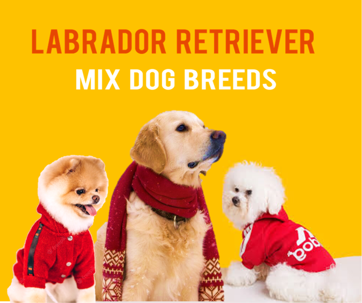21 Most Popular Labrador Retriever Mix Dog Breeds