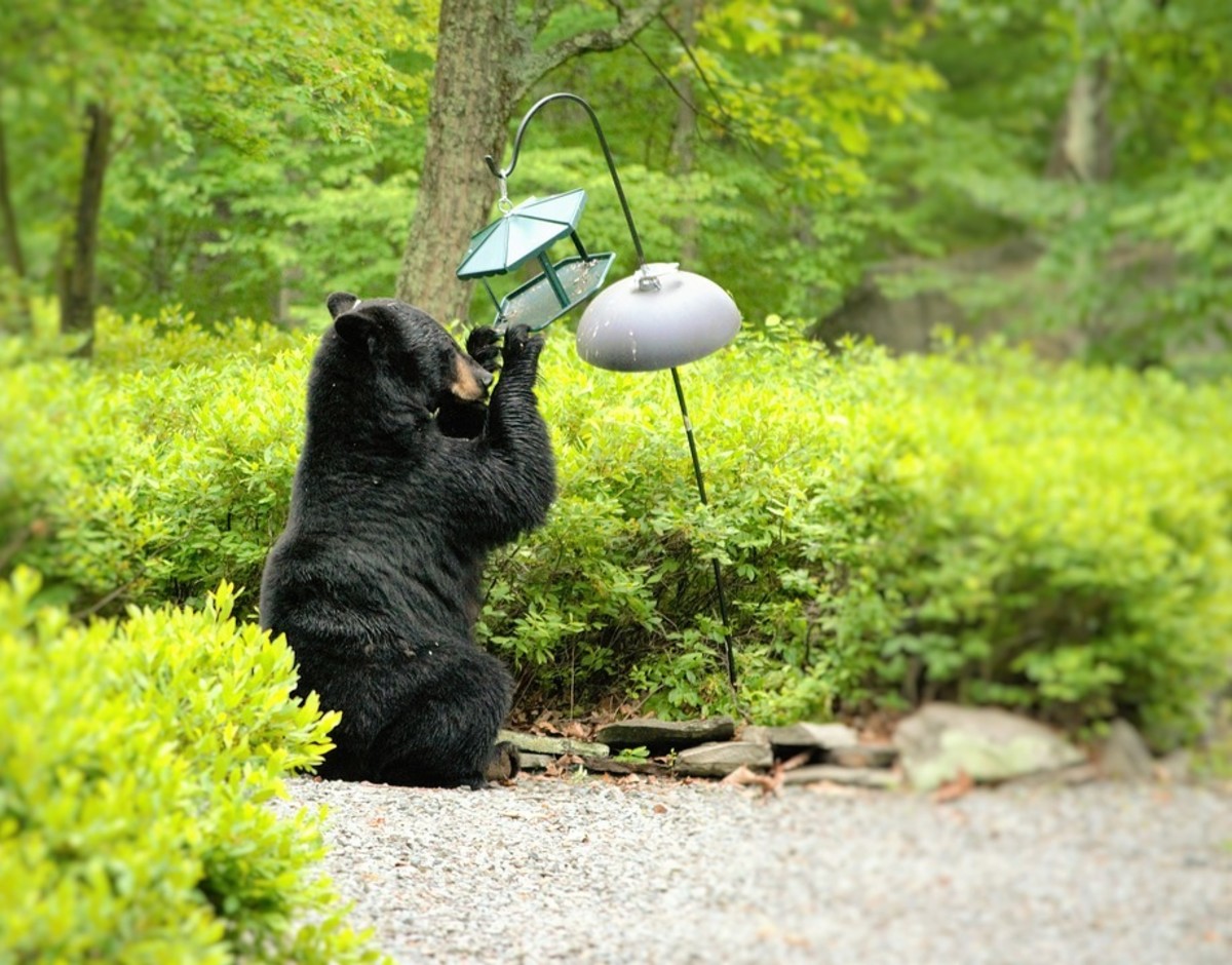 Bear grabbing a bird feeder