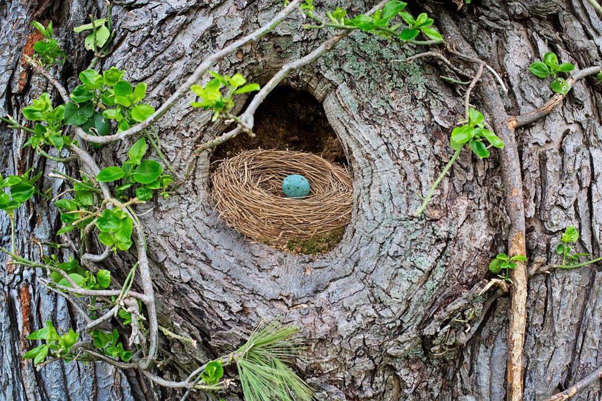 Nest with only one egg