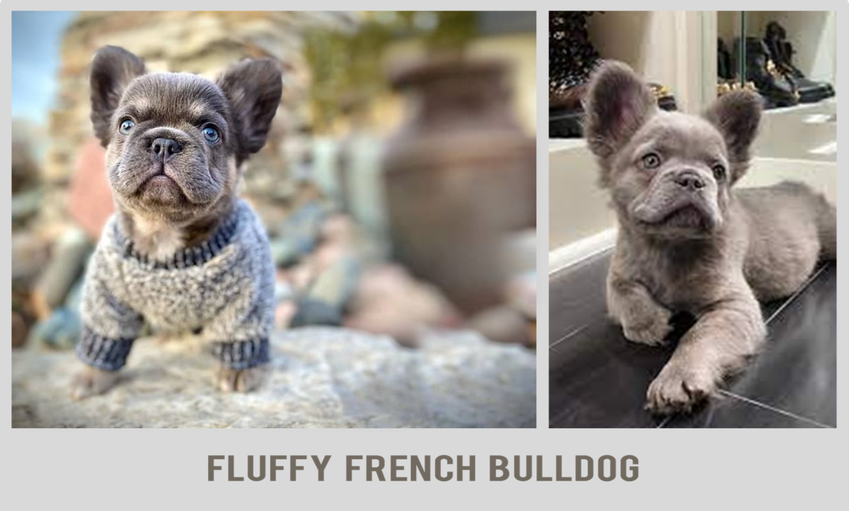 Hairy French Bulldog