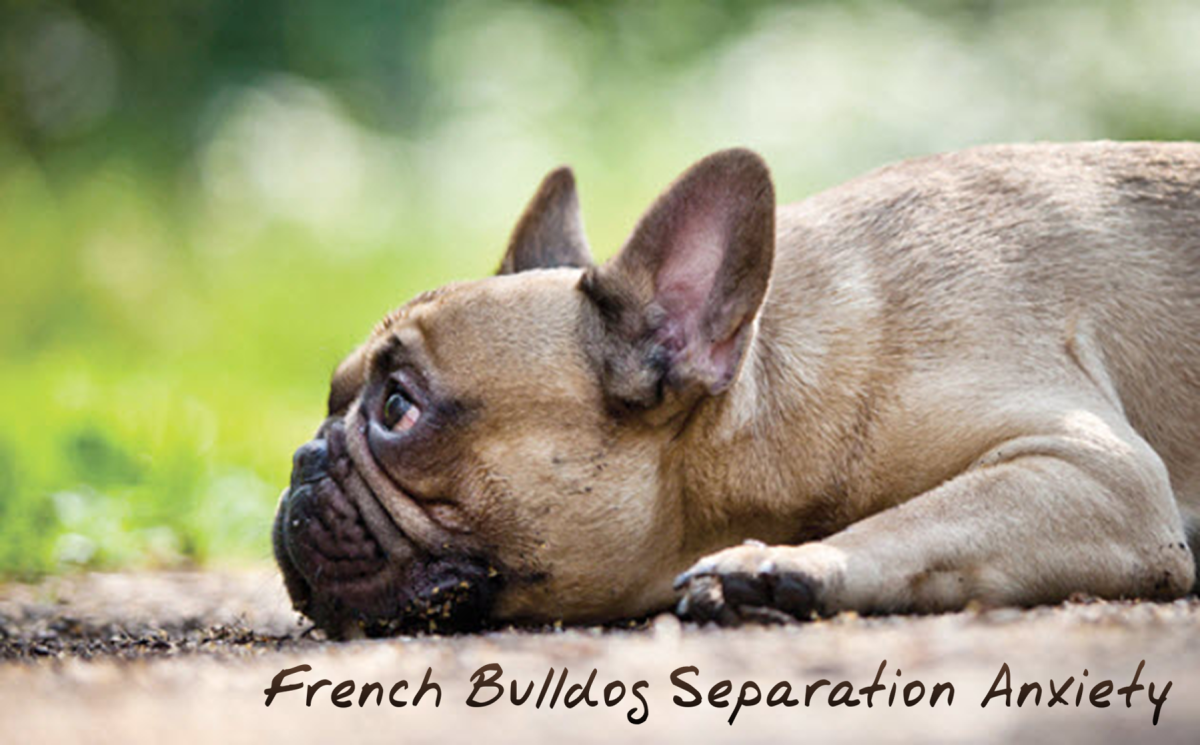 French Bulldog Separation Anxiety