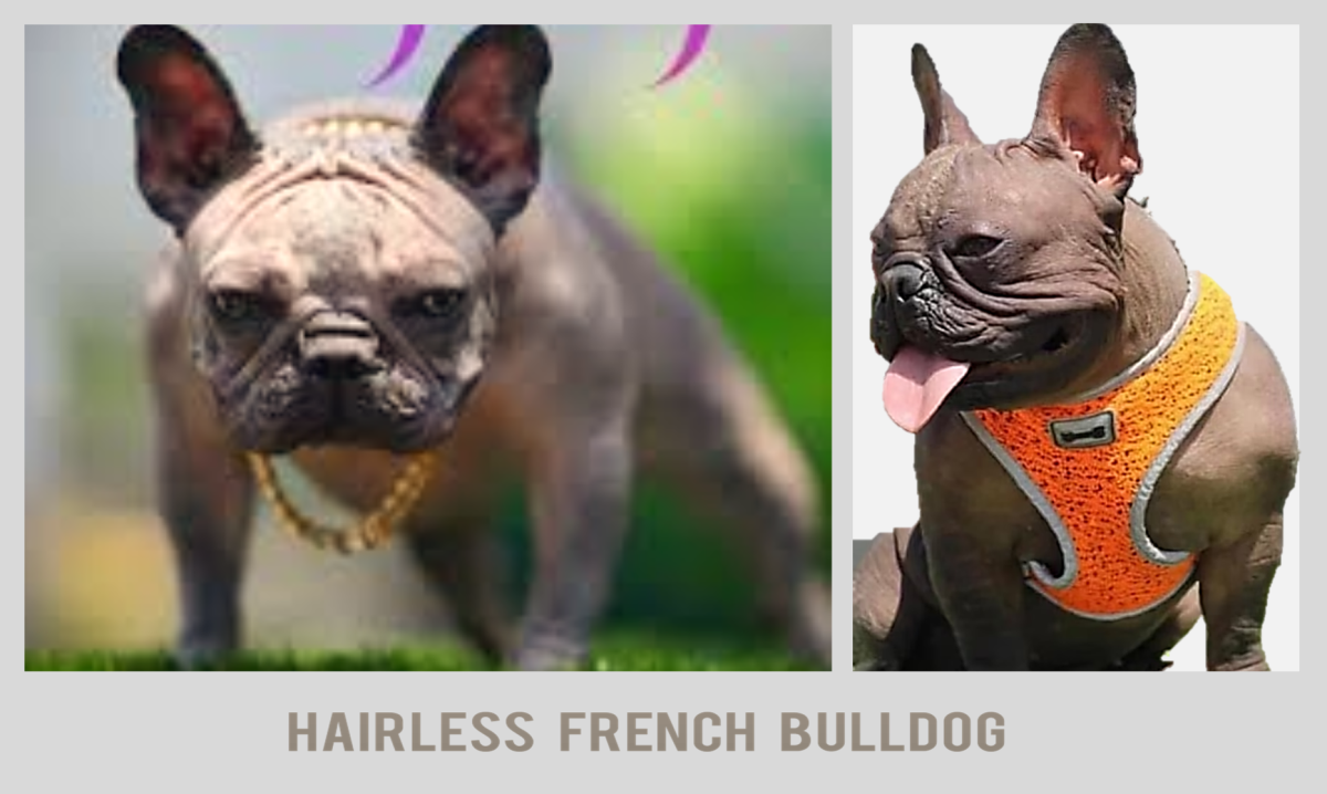 Hairless French Bulldoh