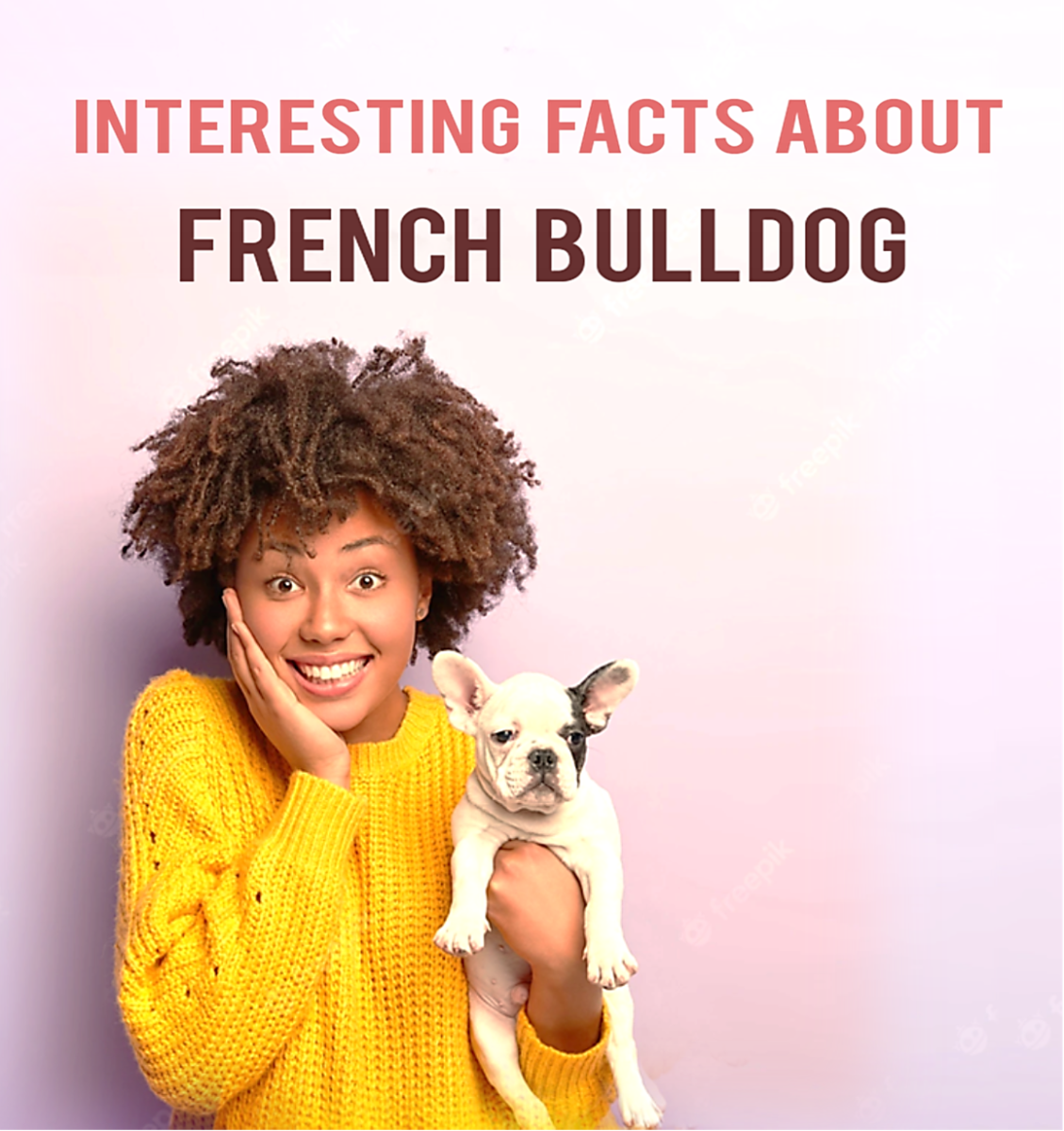 15 Interesting Facts about French Bulldog