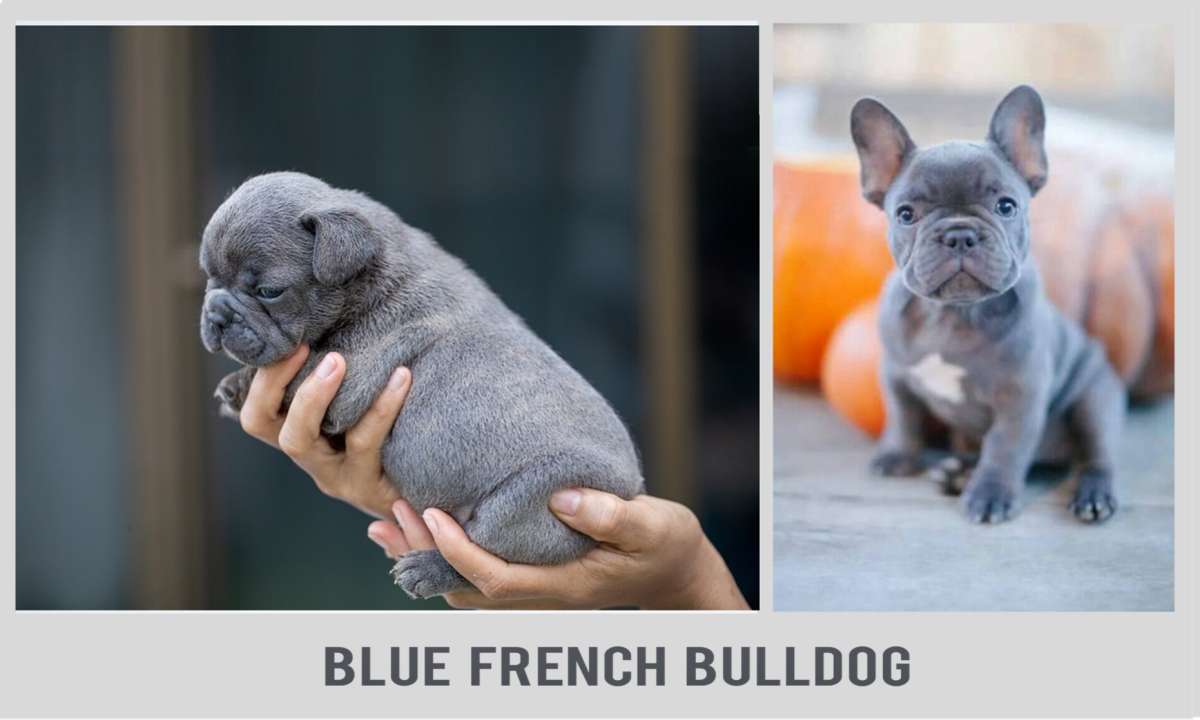 The Blue French Bulldog