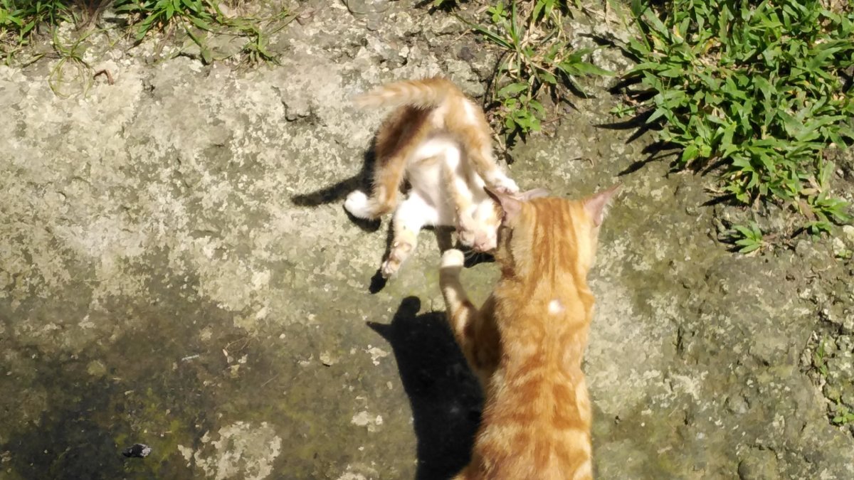 Fivo and Berfie playing. Hahaha! Berfie is upside down. Both are sons of Ferbie.