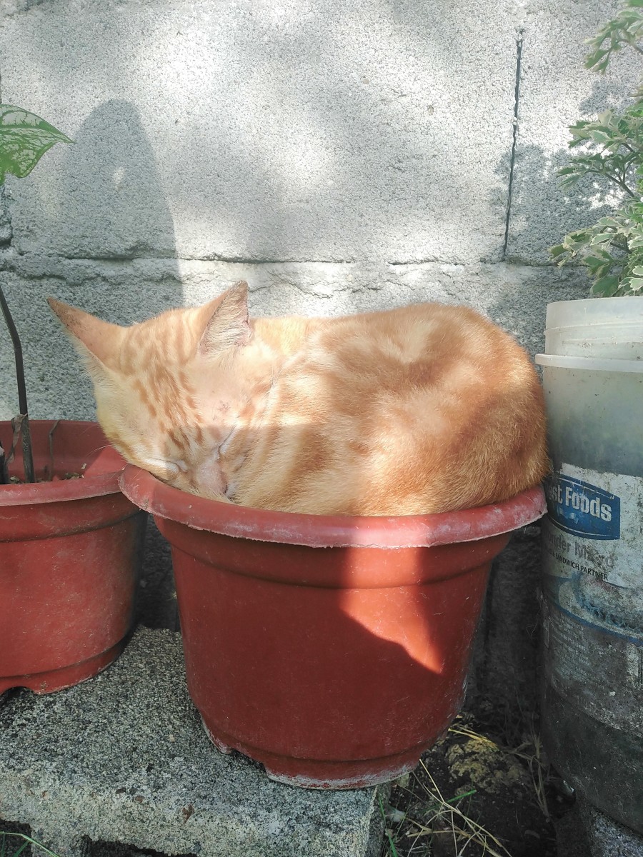Fivo (4-year-old) | Why are you sleeping there?
