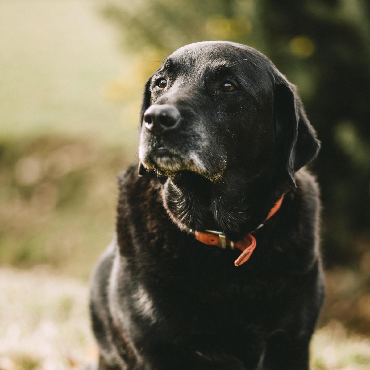 Q&A: What Can I Do About My Older Dog's Aggression?