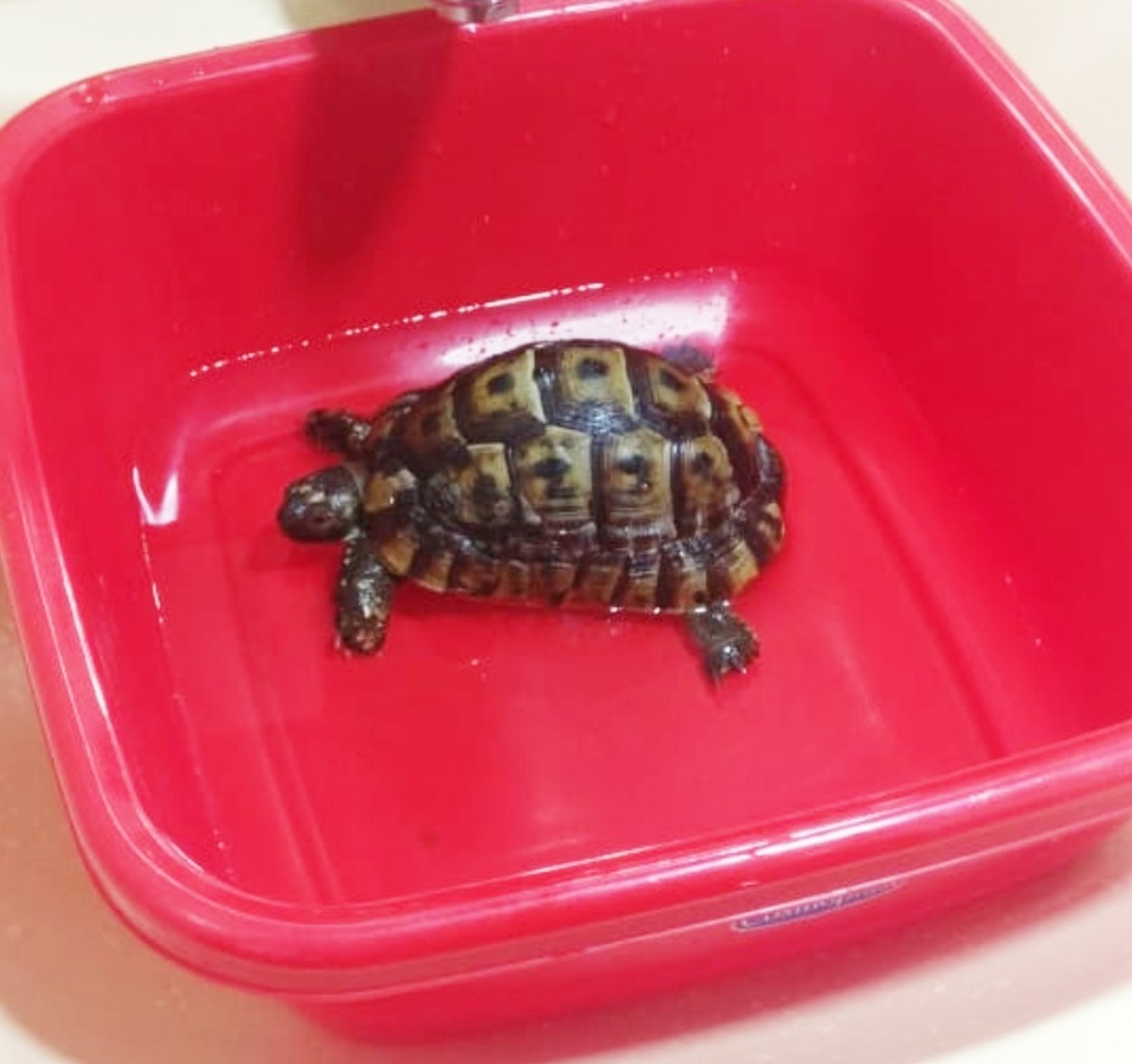 tortoise-health-problems