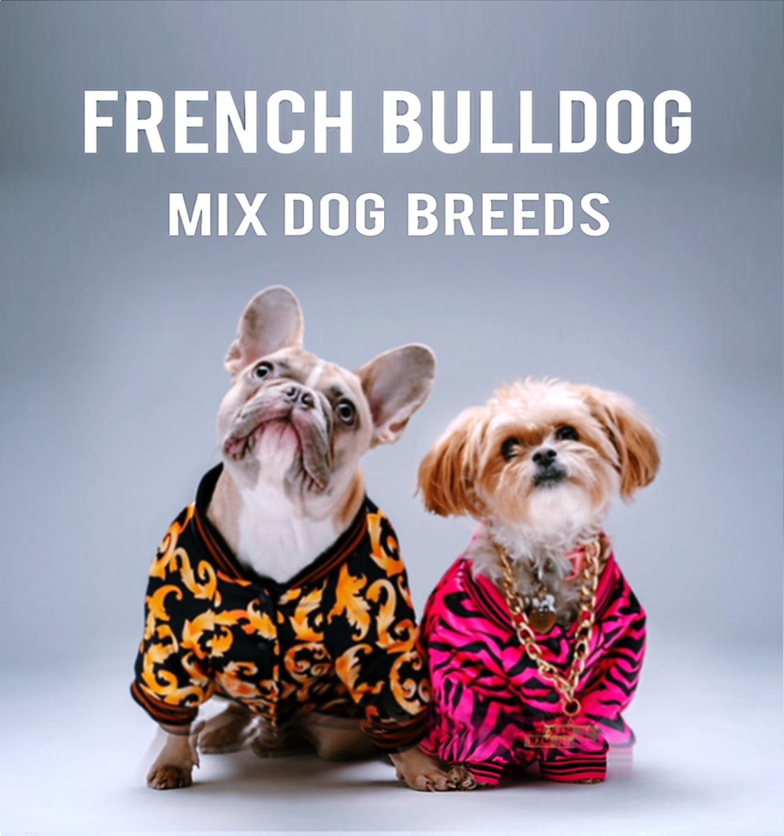 French Bulldog Mixed Dog Breeds