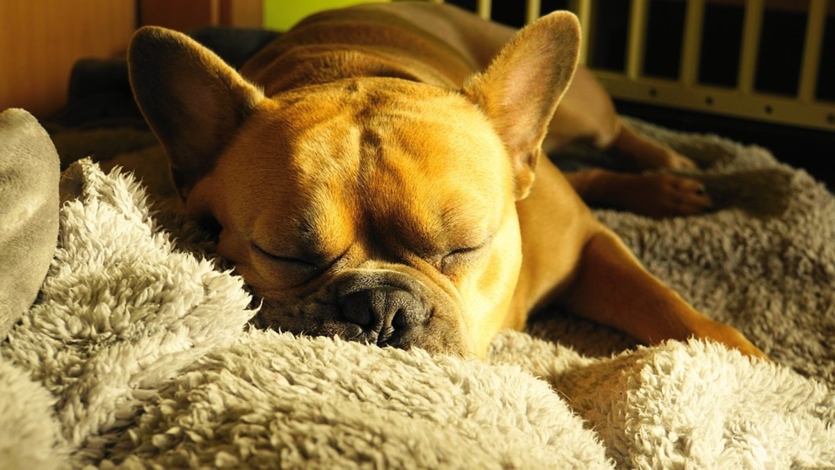 8 Ways to Calm Your Dog Down (Before You Go Bananas) - PetHelpful