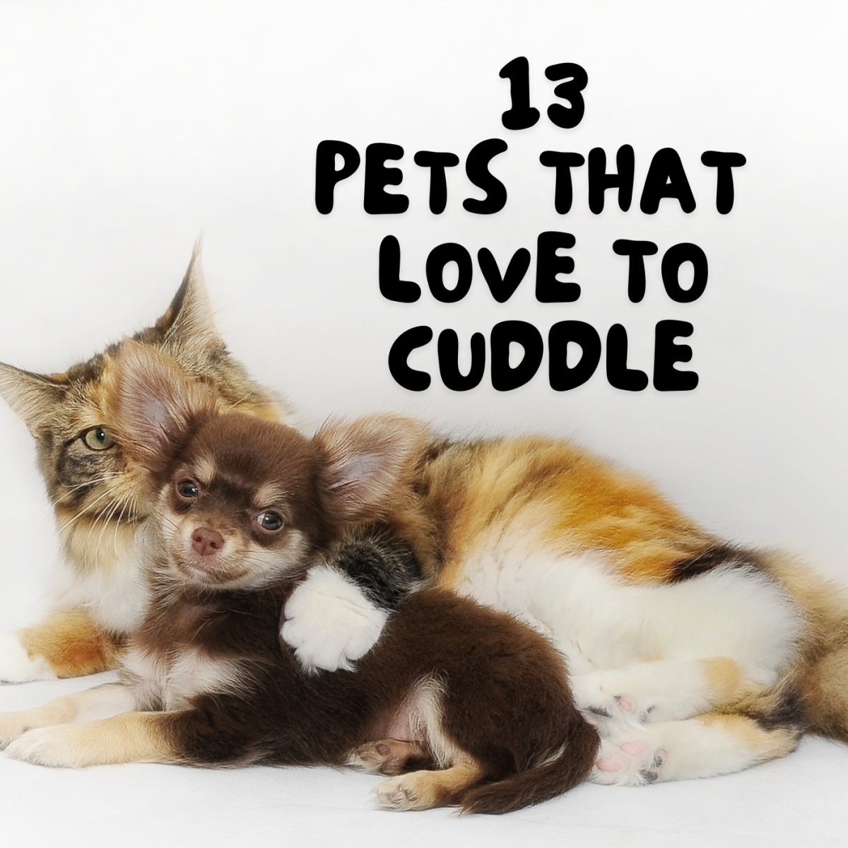 Top 13 Low-Maintenance Pets That Like to Cuddle - PetHelpful