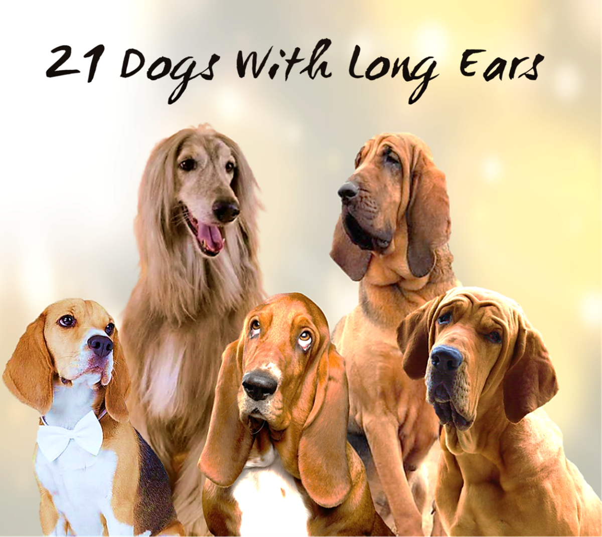 21 Dogs With Long Ears Photos Statistics And More PetHelpful