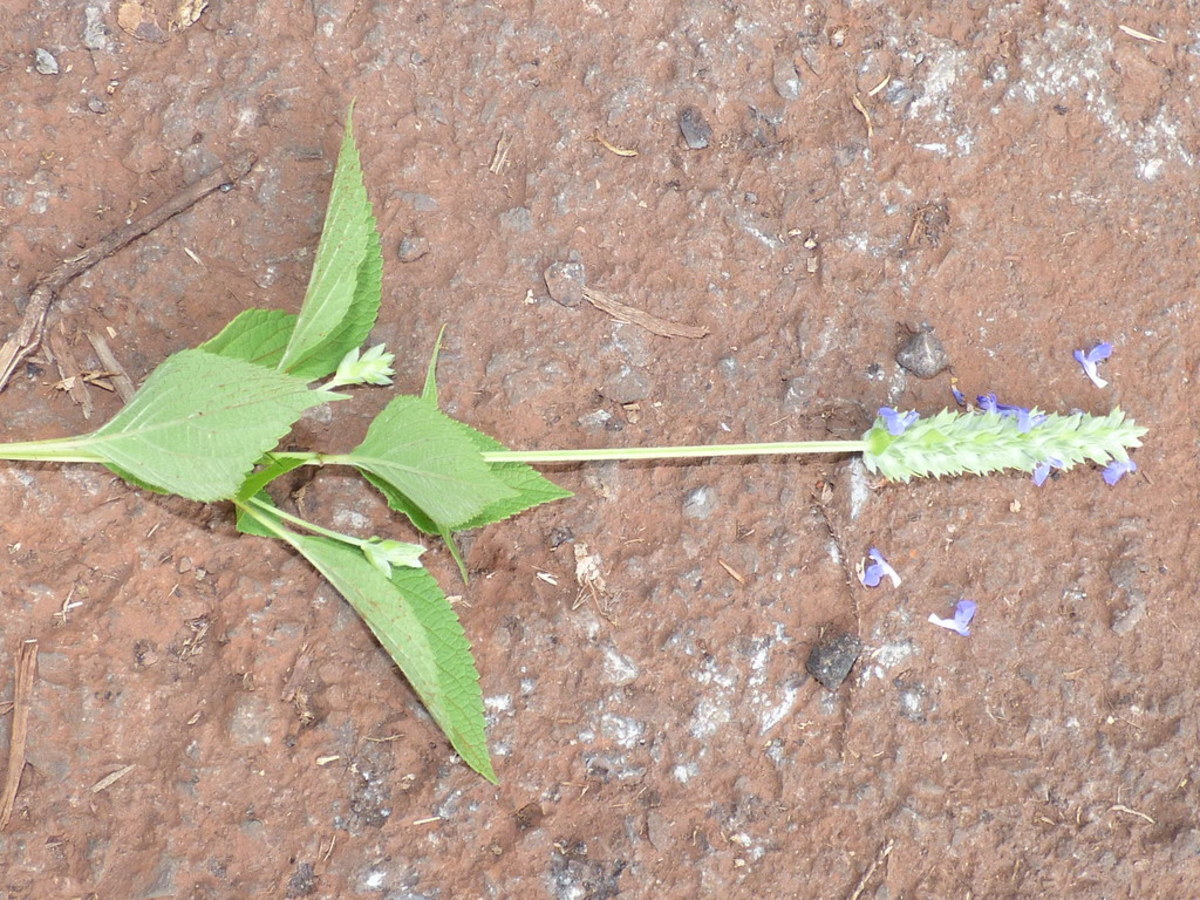 A Chia plant with its flower picked