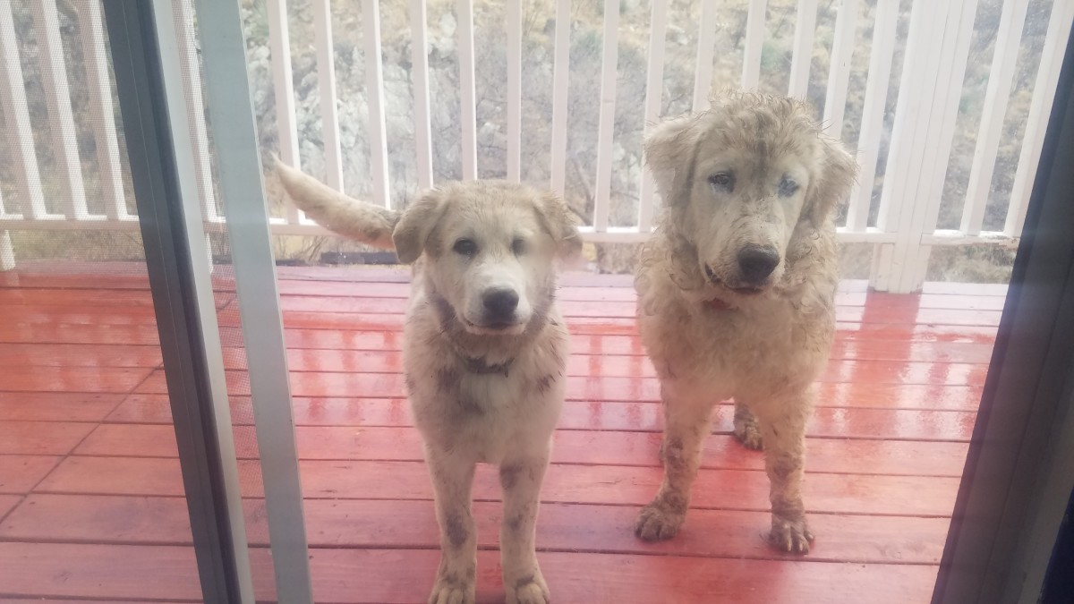 Our pups asking to come indoors after having fun on a rainy day.