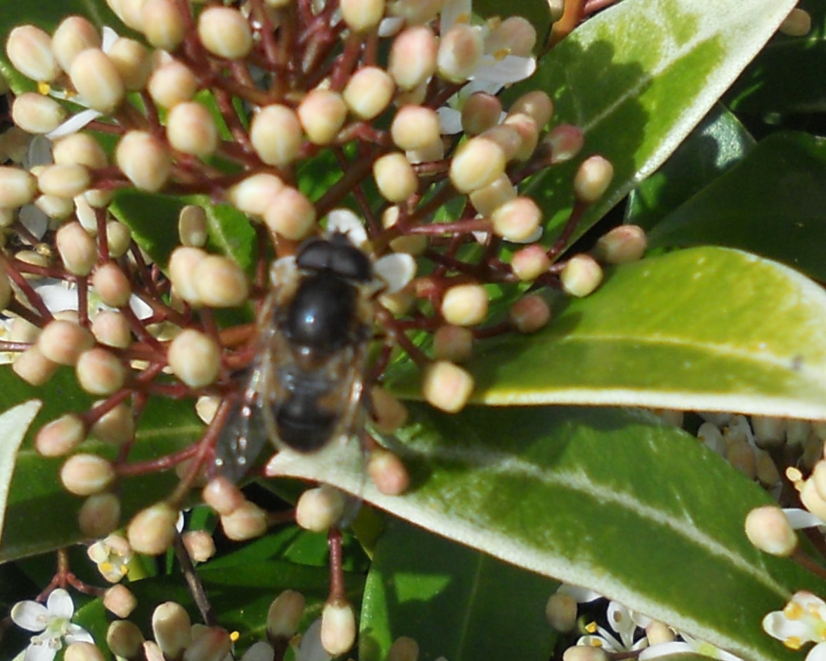 A black bee on a skimmia bush.