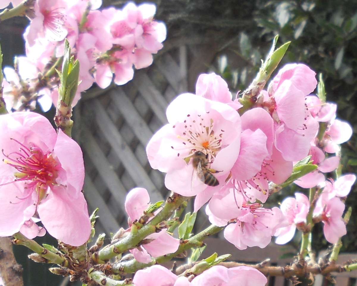 A honey bee on nectarine blossom.  Bees are one of the best pollinators for fruit trees.