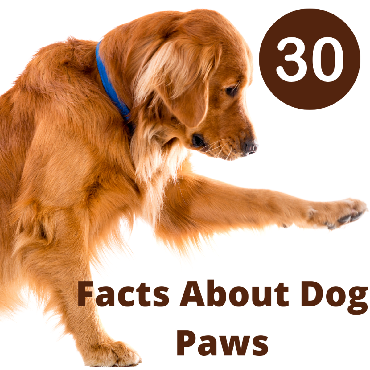 Discover 30 fascinating facts about dog paws. 