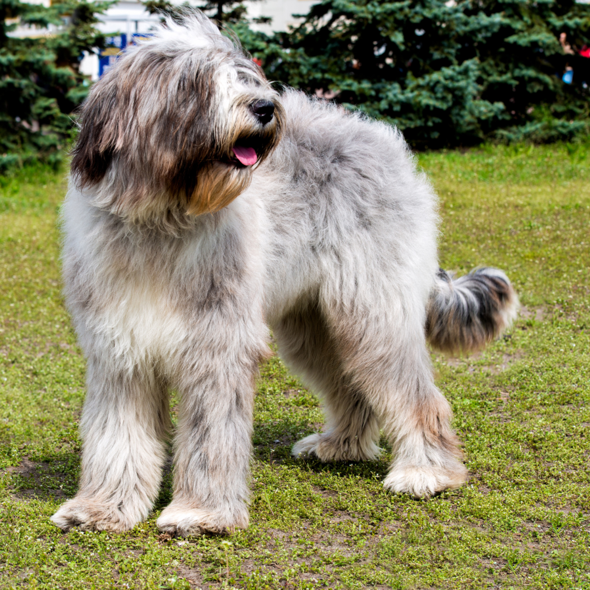 Who knew the Briard's back paws had so many toes?
