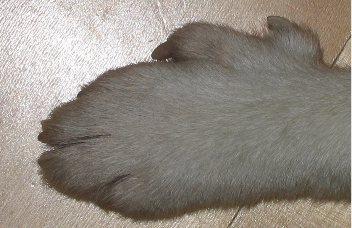 Foot of a Norwegian Lundehund.
