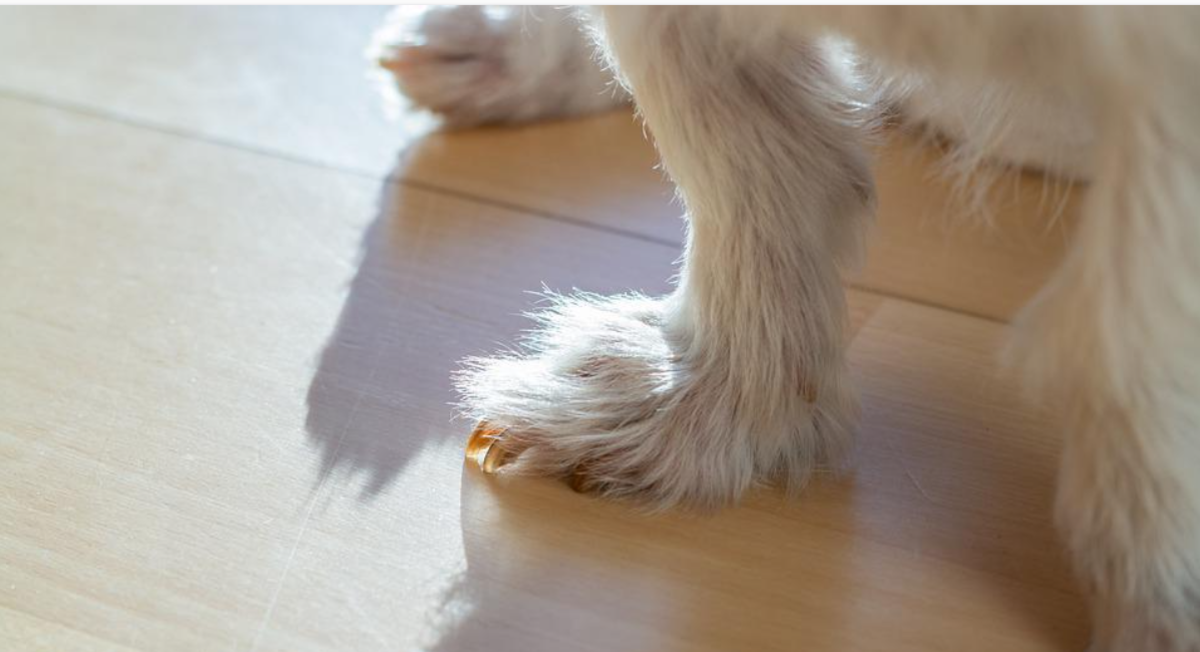 Long nails negatively impact a dog in many ways