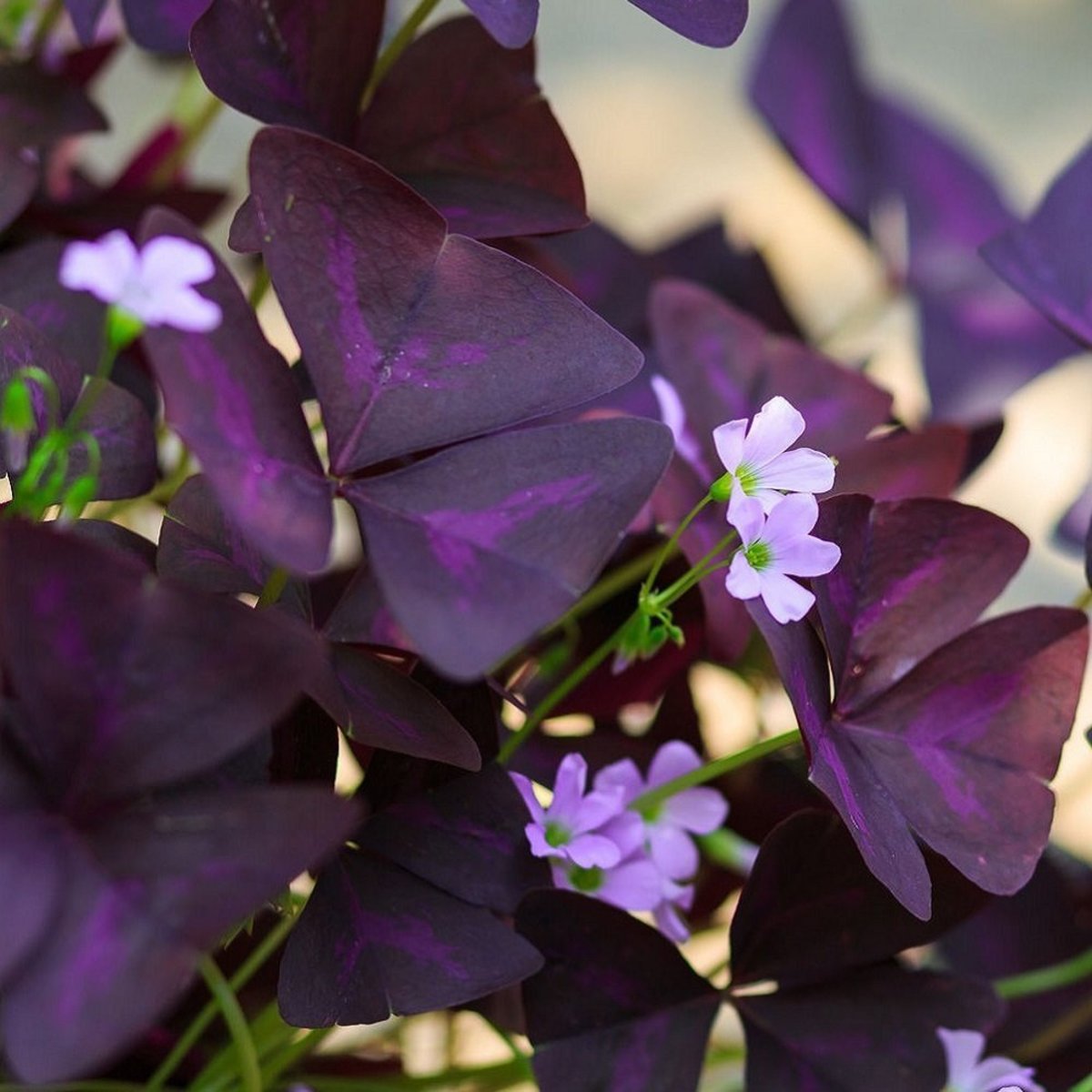 Lovely Purple Shamrocks – I have to get some of these.
