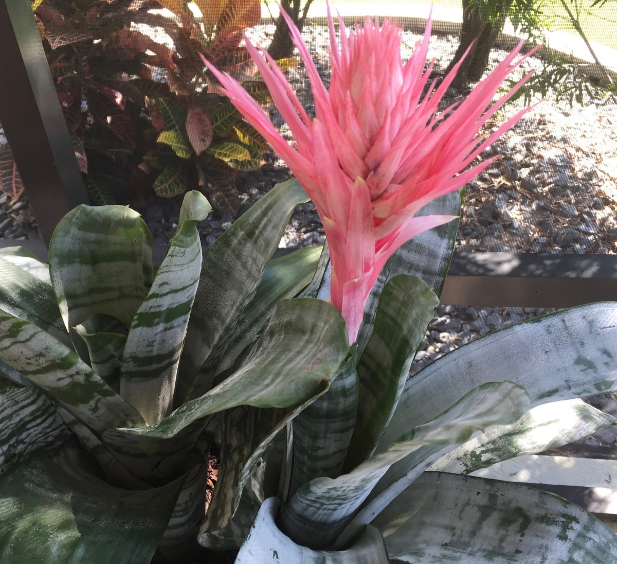 My former neighbor’s pink bromeliad (Aechmea fasciata). My plant came from one of her pups.