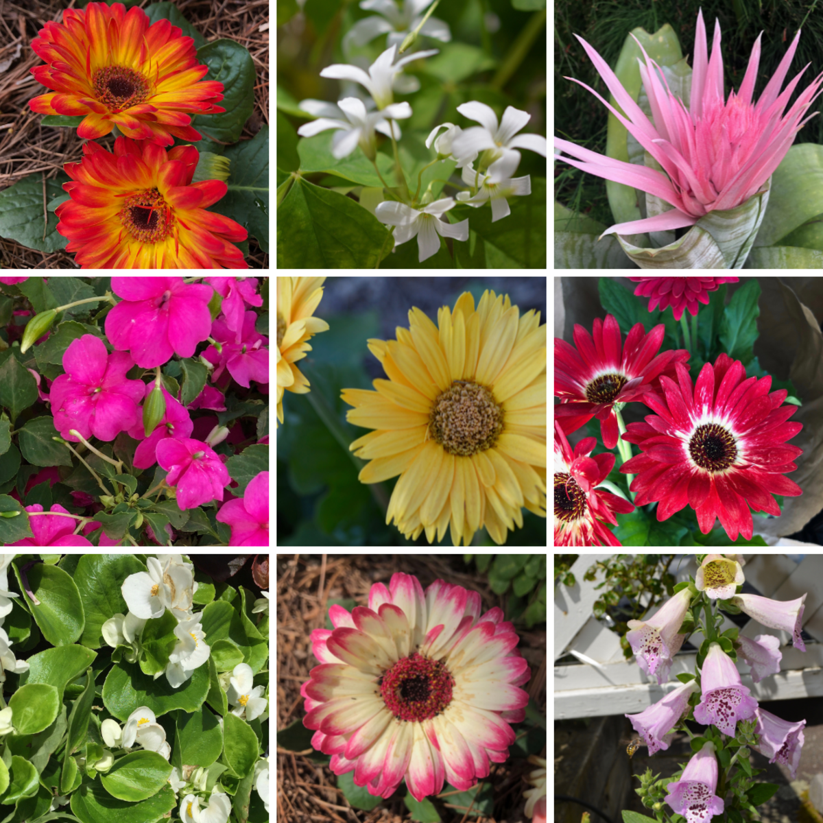 This article will take a look at great selections for flowering plants in shady gardens.