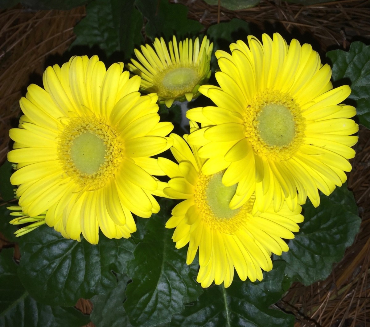 This cheerful yellow Gerbera is blooming its little heart out for me.