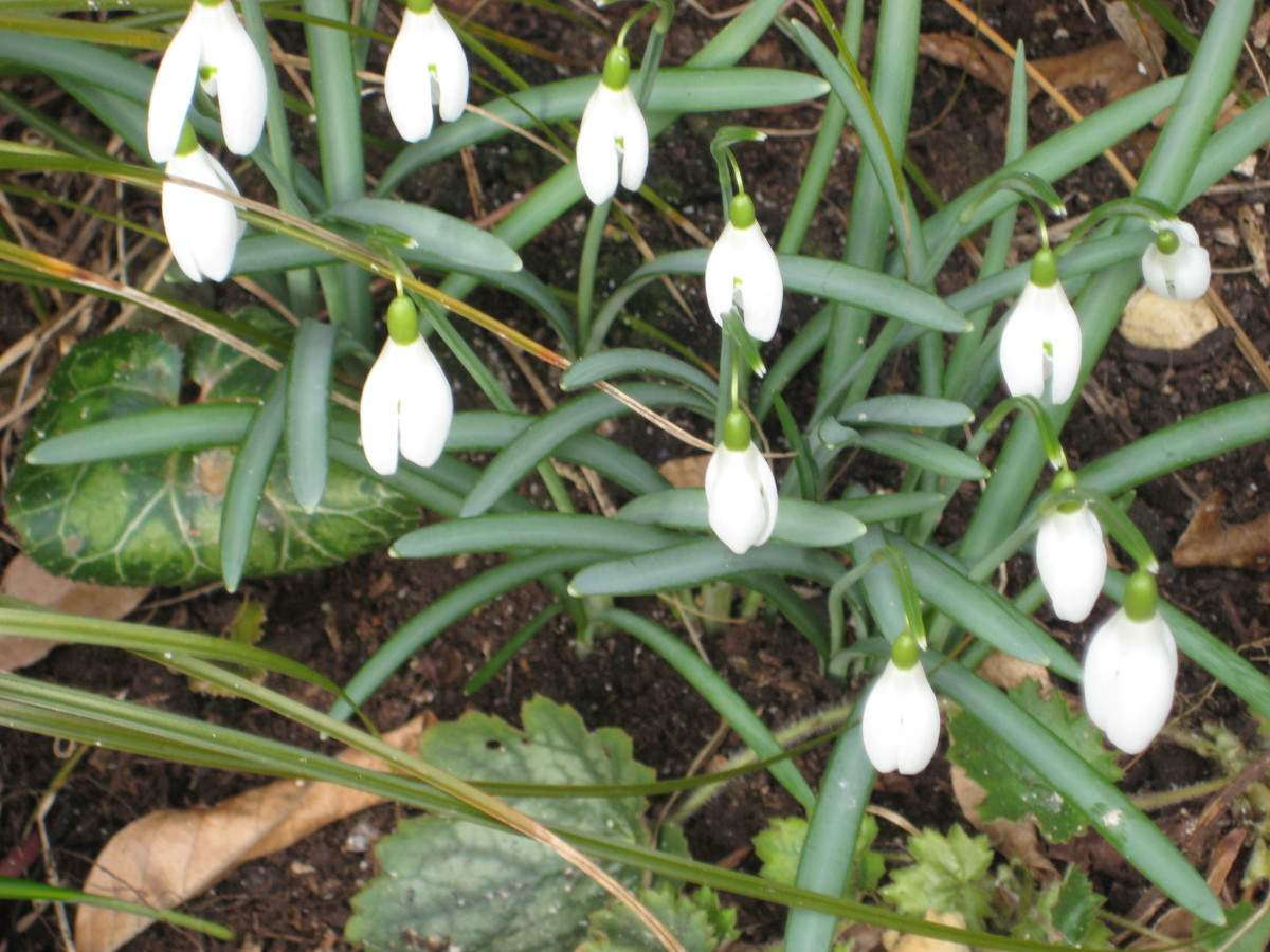 Which bulbs to plant for flowers in the Spring, with photos of snowdrops,dwarf iris and crocus flowers.