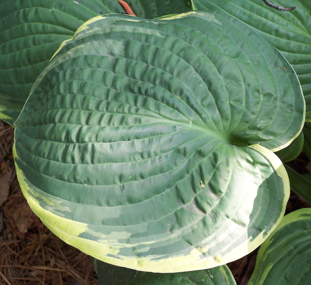 This is a leaf of "Frances Williams". Frances has the corrugated leaves that add more interest to many hostas.