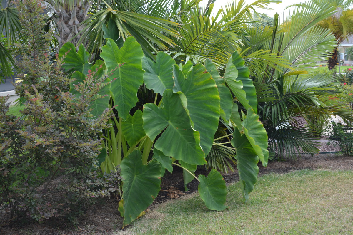 This one is Alocasia macrorrhizos, one of the most commonly seen elephant ears. They can often be seen growing wild in the deep south of the United States, and in other warm ciimates.
