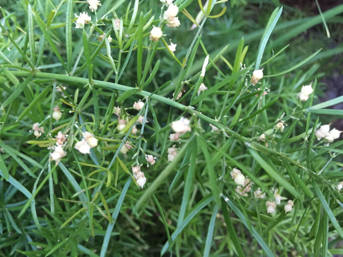 A blooming asparagus "fern" I grew at our former home in central Florida. I removed it when its offspring began coming up all over the yard.