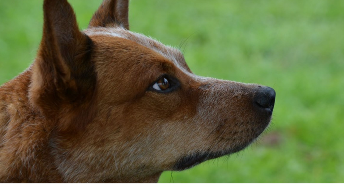 Are Australian Cattle Dogs (Heelers) High Energy?