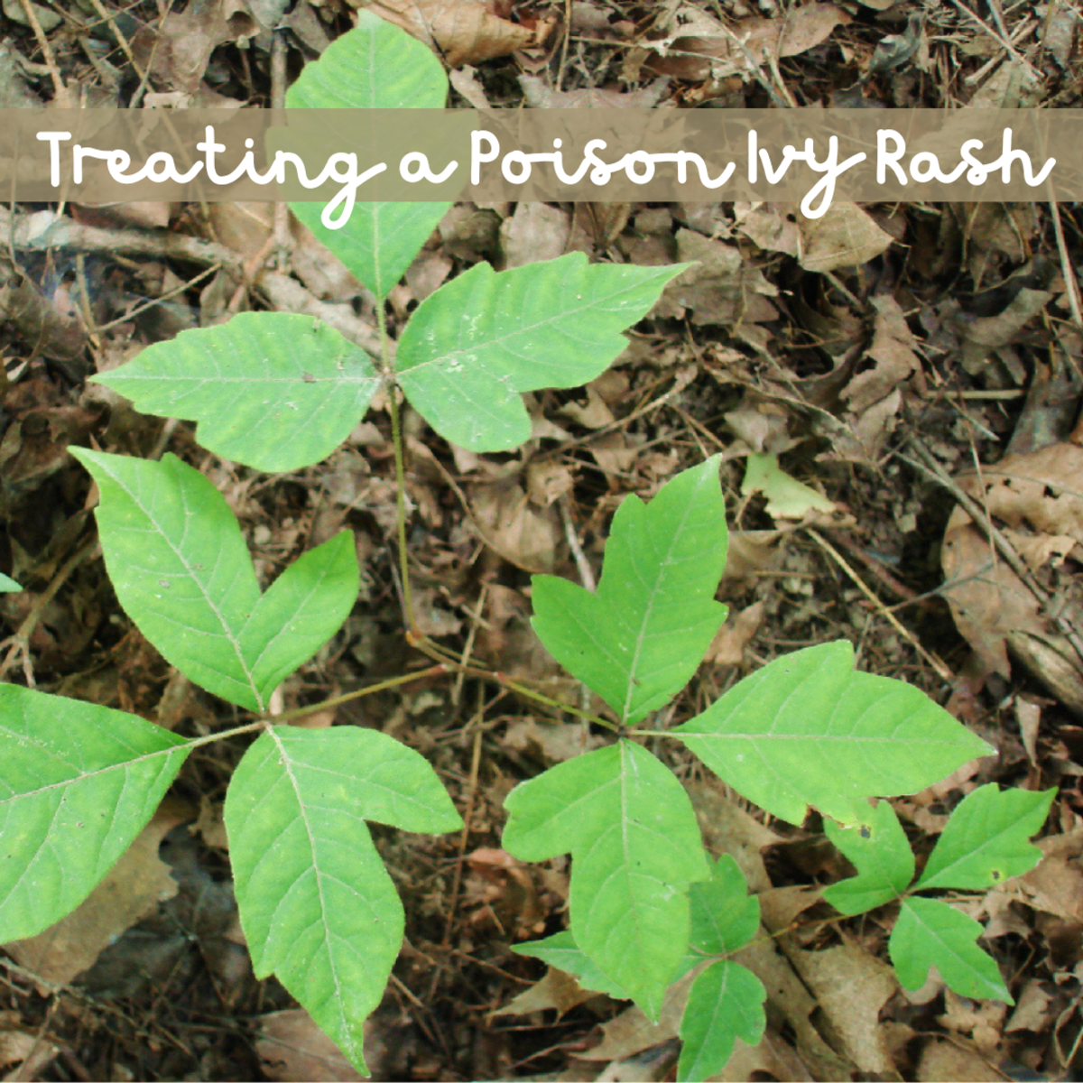 How should you handle a poison ivy rash?