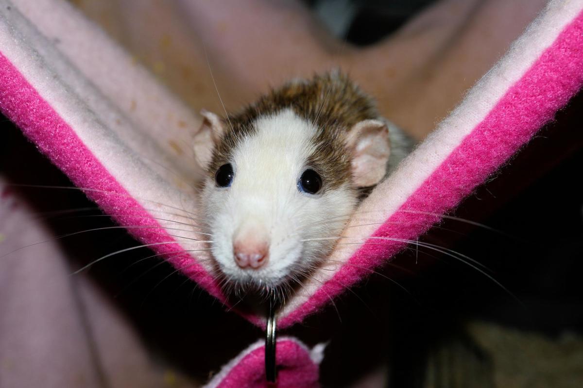5 Tips for Giving Your Pet Rat a Great Life