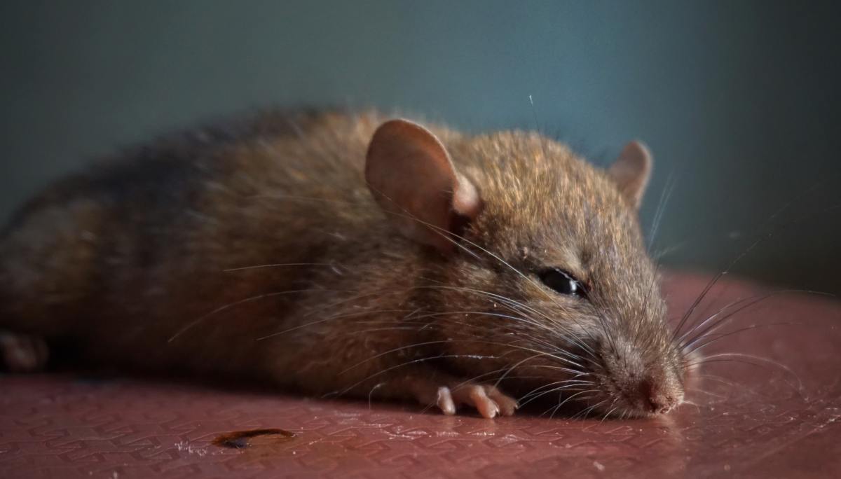 Rat owners need to be on the lookout for signs of sadness.