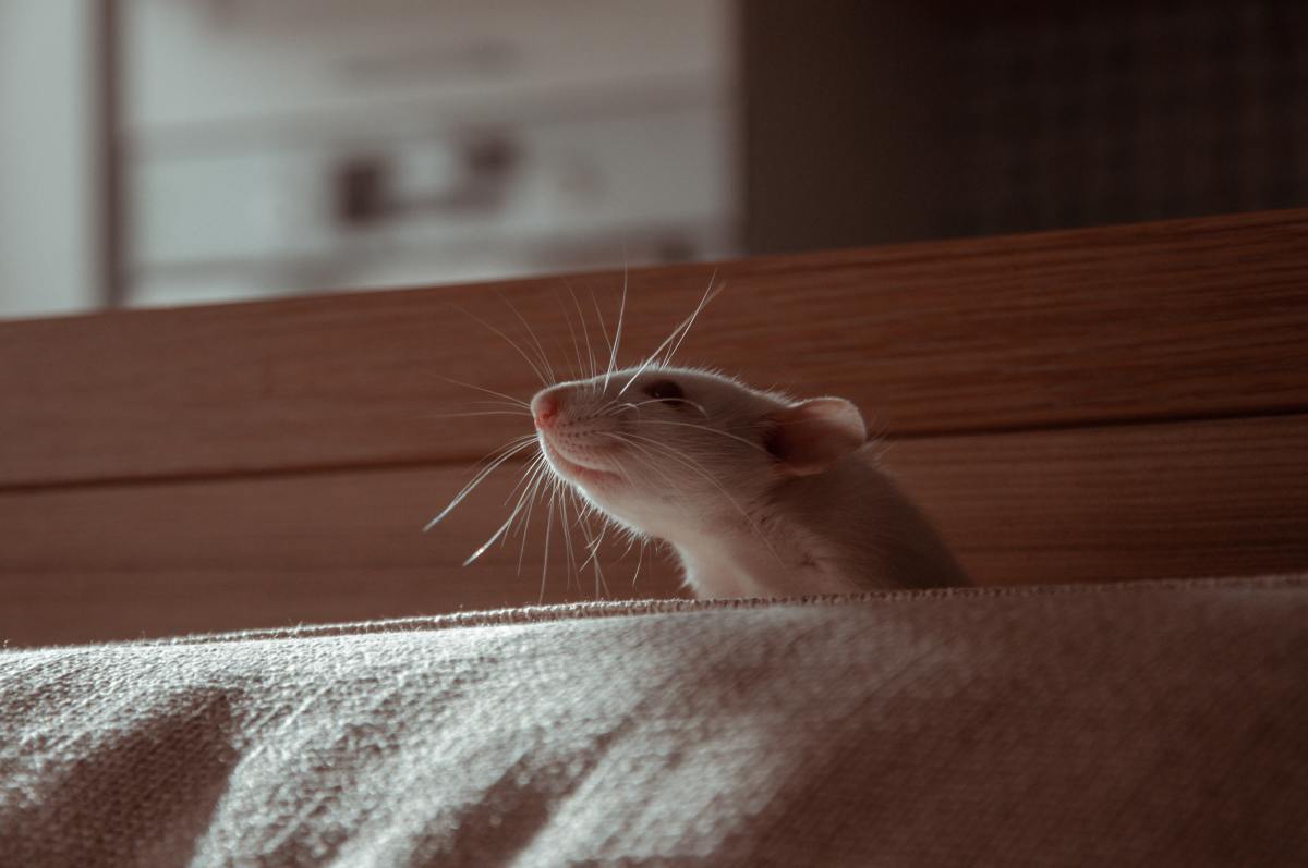 Rats express their happiness in different ways than other animals.