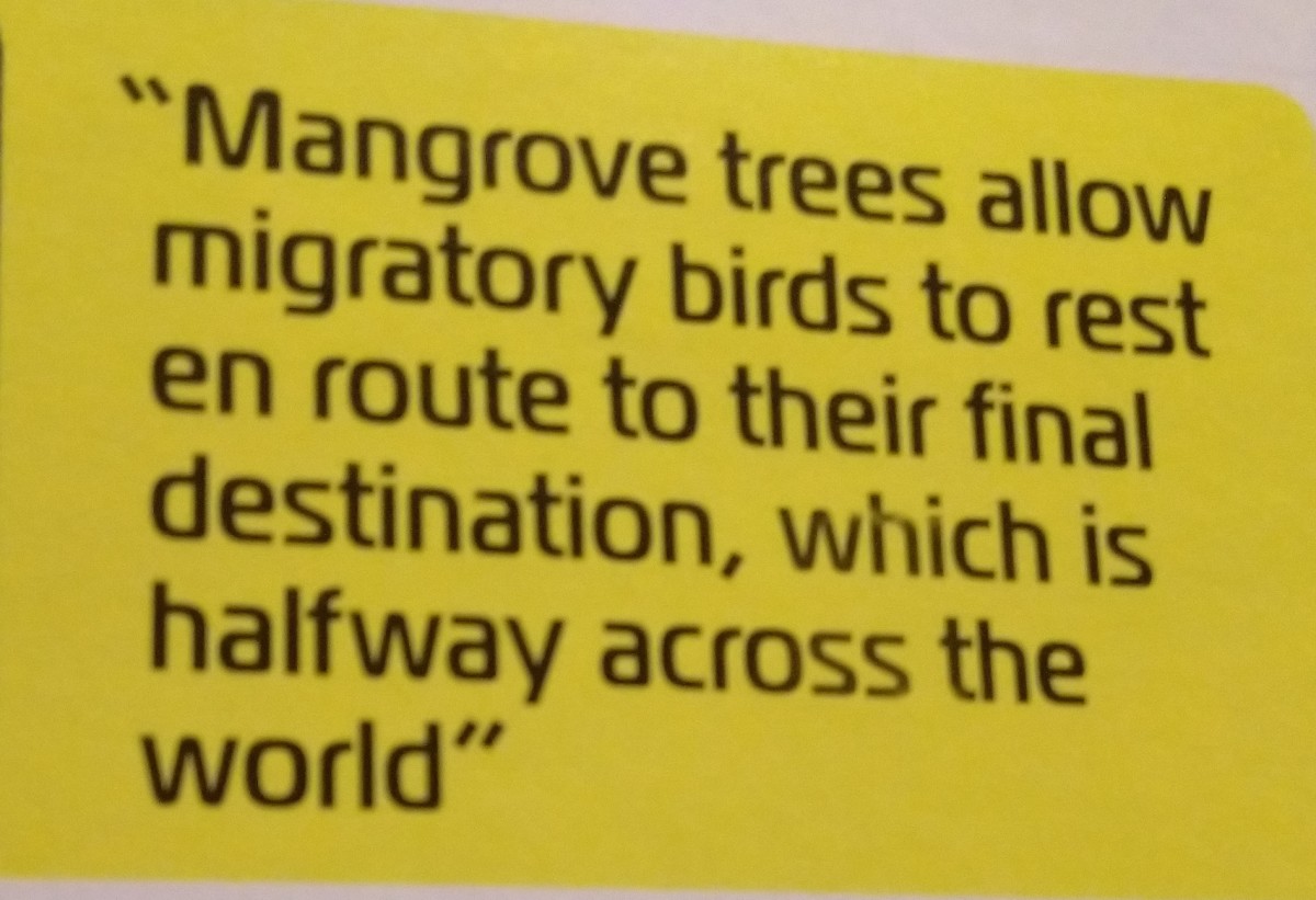 philippine-mangroves-can-save-us