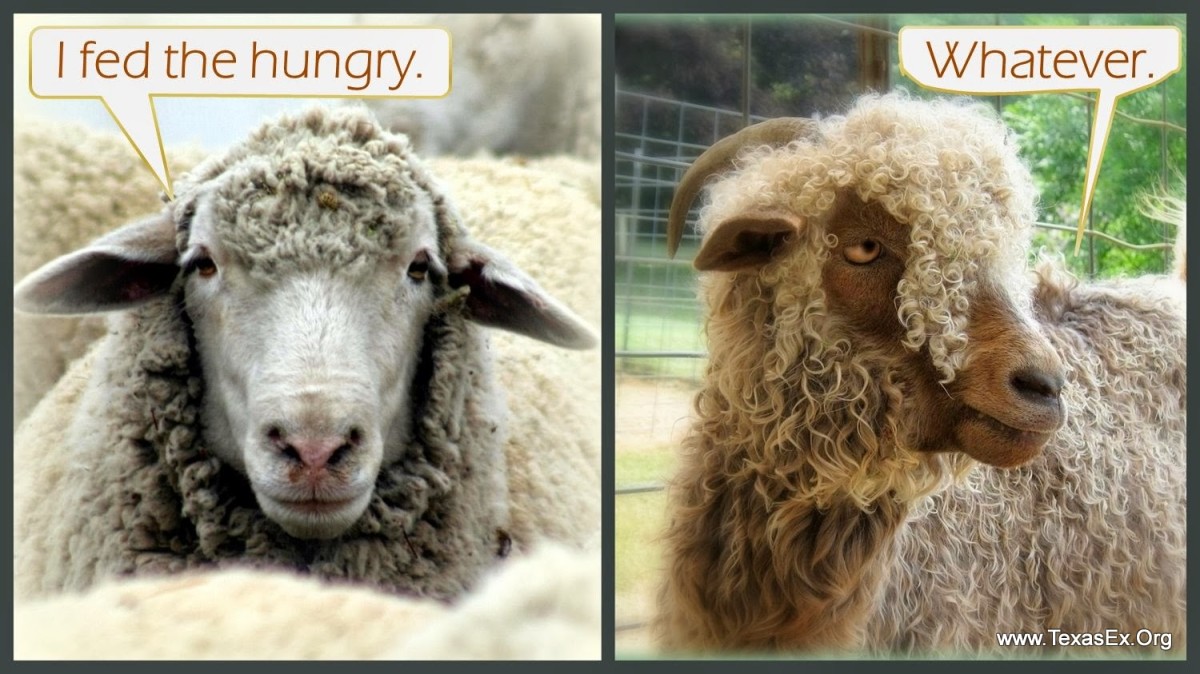 A Sheep's Mentality vs A Goat's