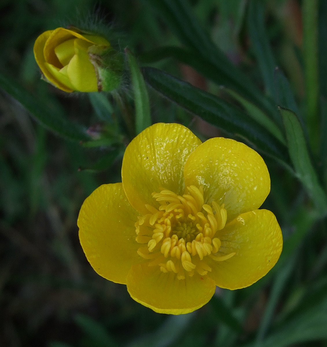 Buttercups are  common in grassy areas such as fields and pastures.
