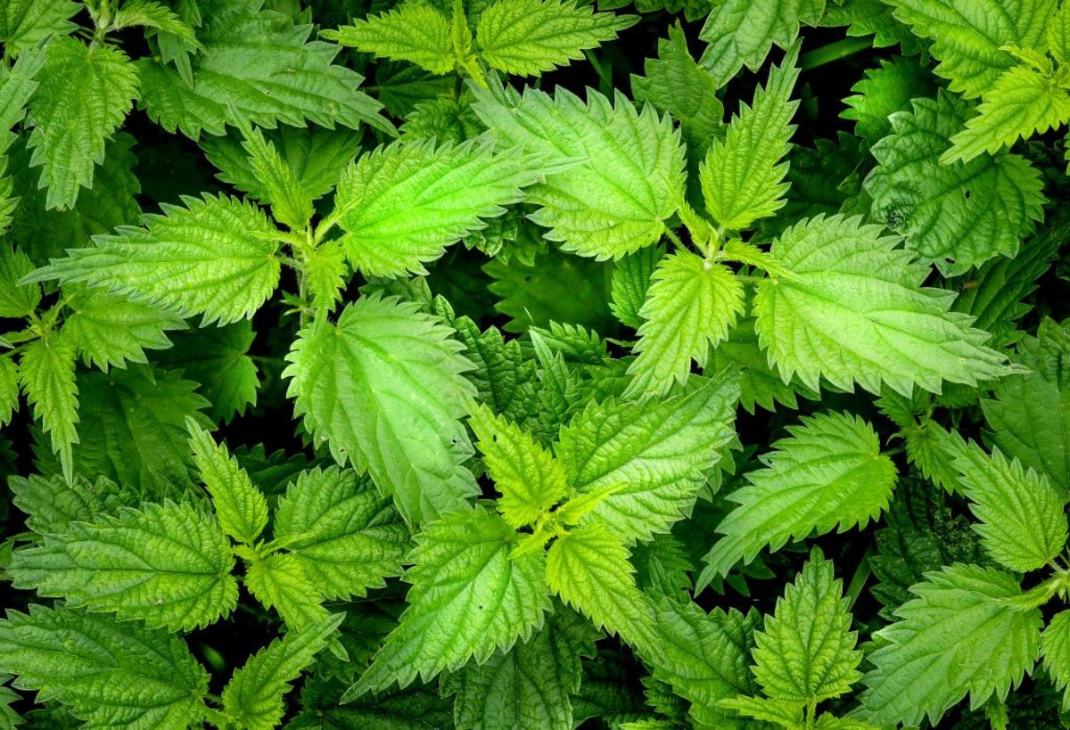 Nettles are more than just an annoying weed. 