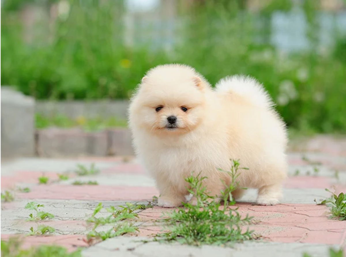 Fluffy & Adorable: tiny fluffy cute dogs Perfect for Cuddling