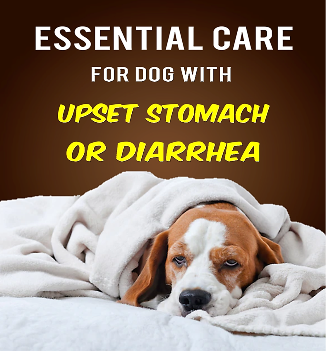 Symptoms And Essential Care For Dog With Upset Stomach Or Diarrhea