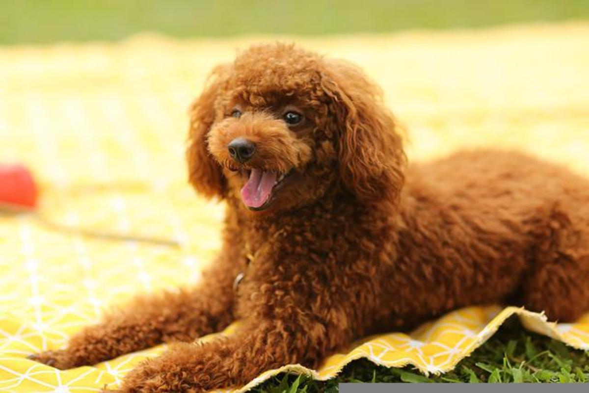 The Cost of Dog Grooming for Anxious Pets