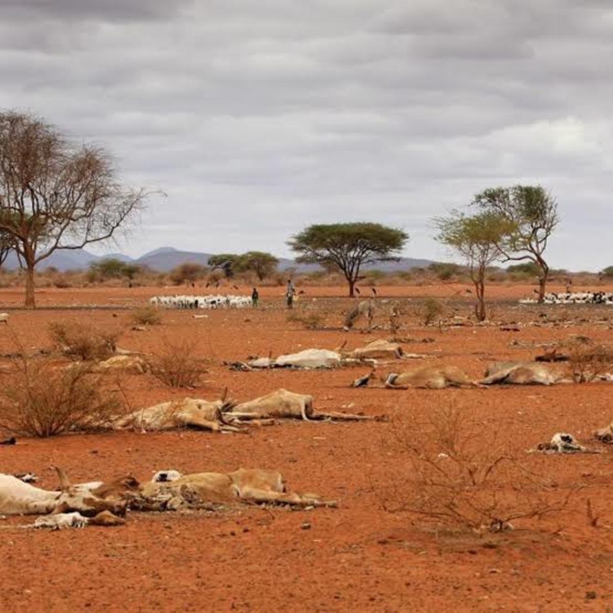 is-climate-change-the-reason-for-drought-in-east-africa-or-are-there-more-factors