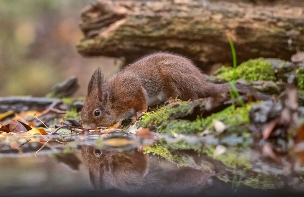 how-long-can-a-squirrel-go-without-water